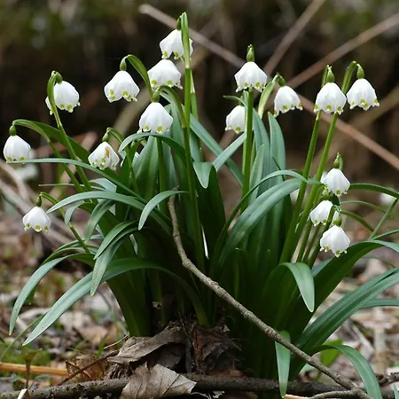 Brauner Hirsch فندق 3*