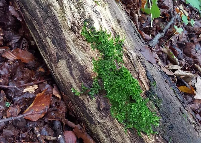 Brauner Hirsch Kammerforst