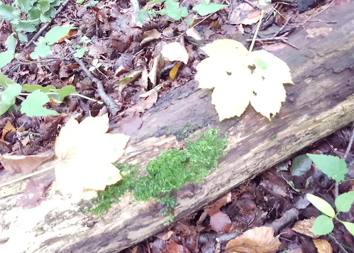 Brauner Hirsch Hotel 3*