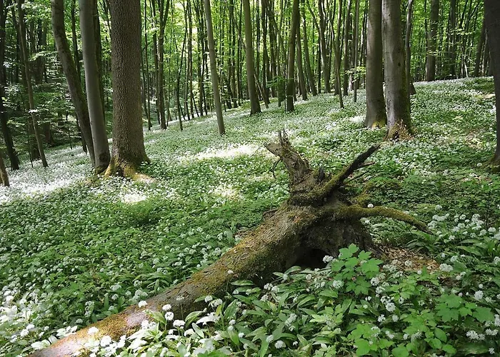 Hotel Brauner Hirsch 3*