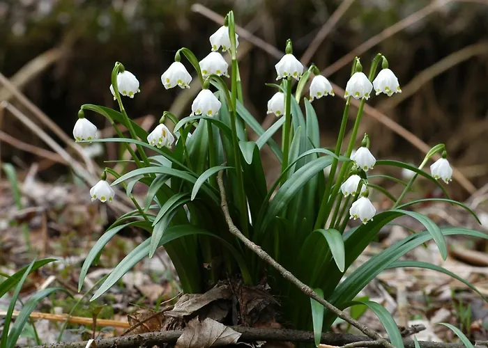 Brauner Hirsch Hotel 3*